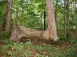 Native American Trail Marker Trees