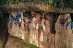 The Clay Licks of Amazon Rainforest