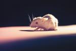 OncoMouse The Mouse That Disrupted Science