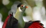 white cheeked turaco bird