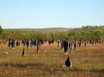 Magnetic Termite Mounds