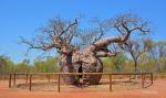 The Boab Prison Trees of Australia