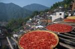 Autumn Harvest Drying in Huangling