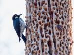 The Granaries of Acorn Woodpecker