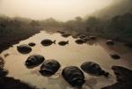 giant tortoises in pond