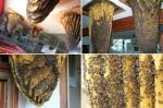 Museum of Bees, Poyales del Hoyo