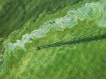 Toxic Algae Bloom on Lake Erie