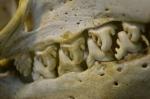 Devilish Teeth of the Crabeater Seals