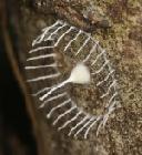 Mysterious Cocoon With a Picket Fence