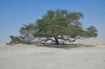 Tree of Life, Bahrain: A Miraculous Survival in the Desert