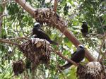 Pisonia The Tree That Kills Birds