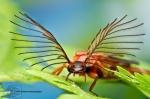 Glowworm Beetles Have The Most Magnificent Antennas Ever