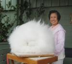 Angora Rabbit: The Worlds Fluffiest Bunny