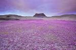 Desert Wildflowers in the Colorado Plateau