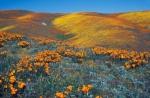 Antelope Valley Poppy Reserve in California