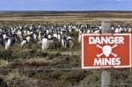 The Penguin Population That Thrives on Falklands’ Minefields