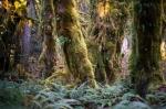 The Hall of Mosses