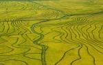 rice field, uruguay