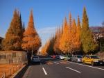 The Ginkgo Avenue in Tokyo