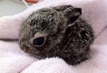 baby bunny in wildlife rehab center