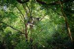 The Treetop Squatters of Hambach Forest