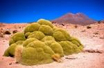 Yareta, The 3,000 Years Old Plant