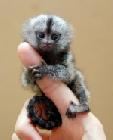 Pygmy Marmoset - The Smallest Monkey