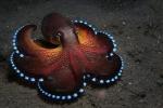 blue glowing coconut octopus