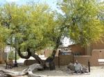 The Jail Tree of Wickenburg