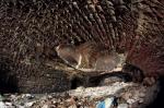 The Melted Bricks of Fort Zverev, in Russia