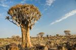 Quiver Tree Forest Namibia