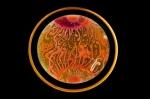 Bacterial Art on Petri Dishes