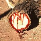 The Bloodwood Tree