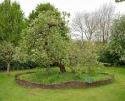 Newtons Apple Tree in Lincolnshire