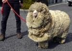 Shrek, The Sheep Who Escaped Shearing for 6 Years