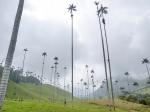 Cocora Valley: The Valley of Palms