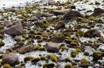 Glacier Mice: A Rolling Stone Does Gather Moss