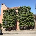 The Topiary Trees of San Francisco