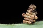 ‘Log House’ Like Cocoon of The Bagworm Moth