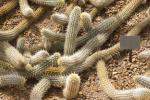 The Cactus That Crawls Across The Desert