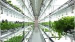 Old Semiconductor Factories Turned Into High-Tech Farms