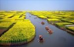 flowering cole fields near xinghua city, china