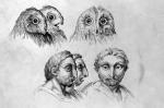 17th Century Sketches Comparing Human And Animal Faces