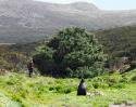 The Worlds Loneliest Tree And The Clues it Holds to a New Epoch