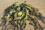 Welwitschia Mirablilis An Extraordinary Plant