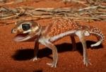 knob-Tailed gecko