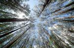 The Giant Eucalyptus of Australia