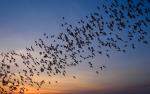 Dr Charles Campbell And His MalariaFighting Bat Towers