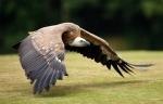 vulture goes for his prey