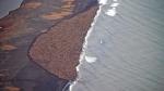 35,000 Walruses Come Ashore in Alaska Due to Lack of Sea Ice